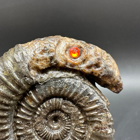 Snakestone Ammonite Fossil With Bag/Box And Stand - Whitby, North Yorkshire Jurassic Coast Yorkshire Fossils