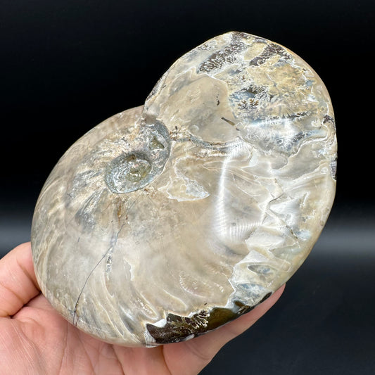 Cleoniceras Ammonite Fossil With Stand - Cretaceous Ammonite Madagascar