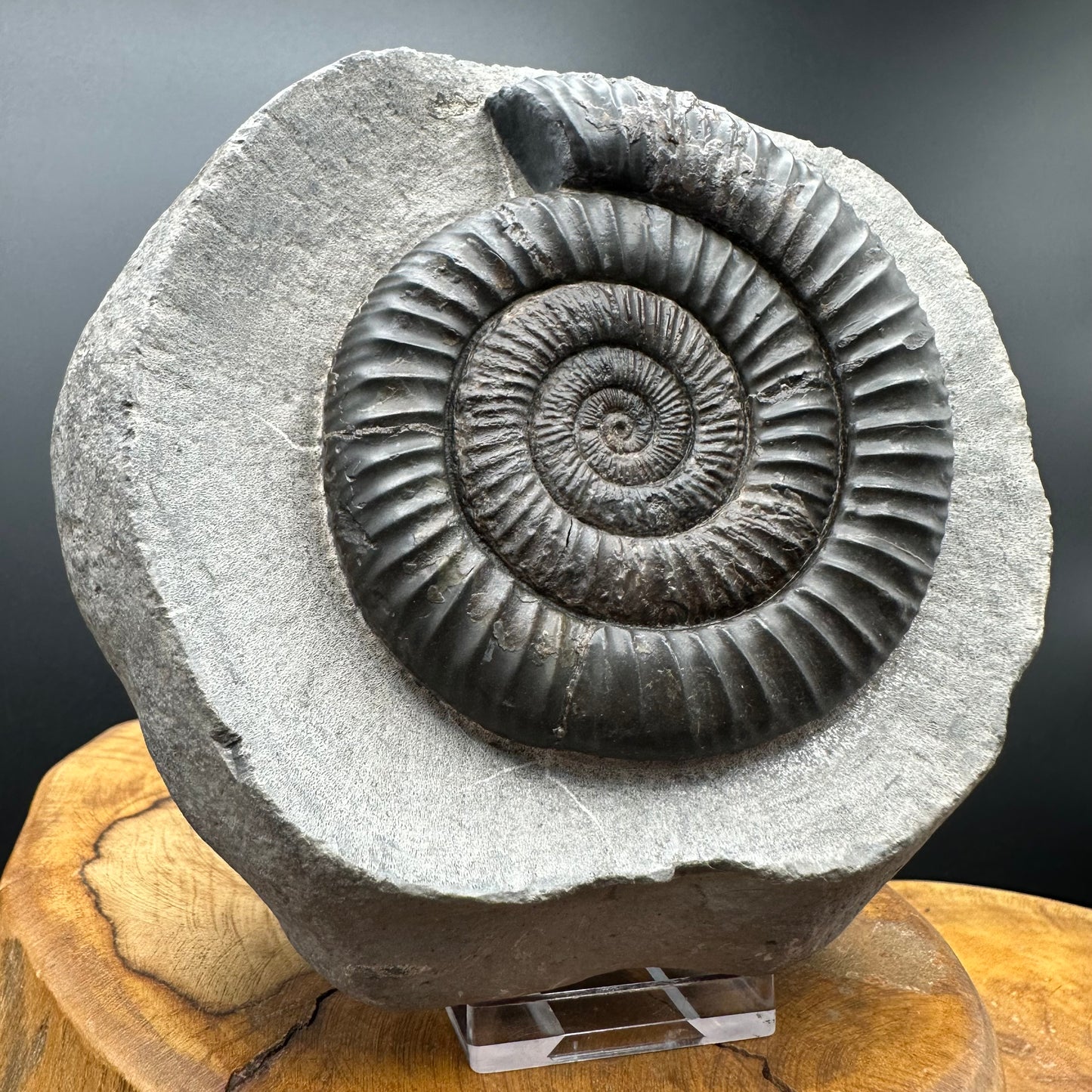 Dactylioceras Ammonite Fossil With Stand - Whitby, North Yorkshire Jurassic Coast Yorkshire Fossils