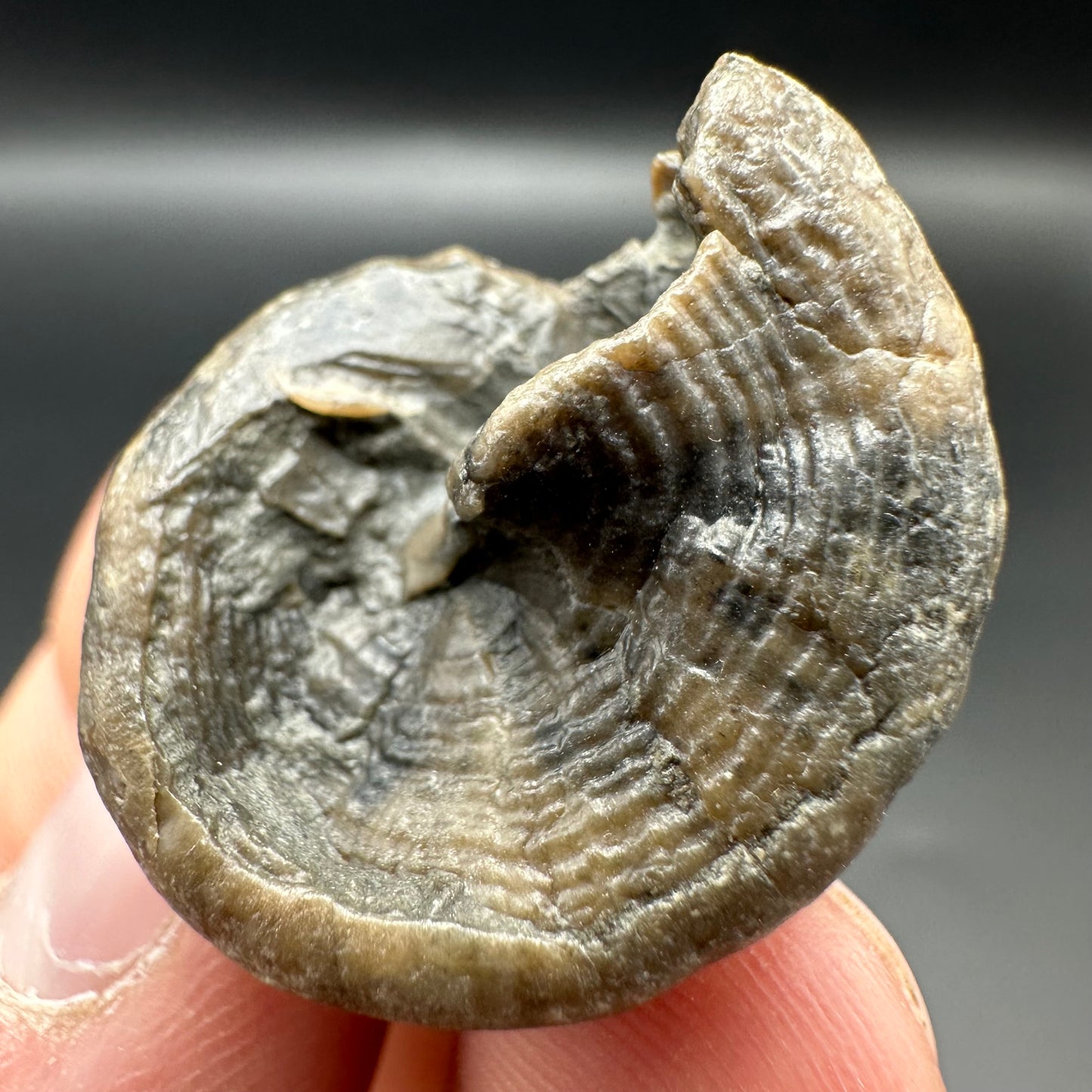 Gastropod Fossil Shell - Whitby, North Yorkshire, Jurassic Coast, Yorkshire Fossils