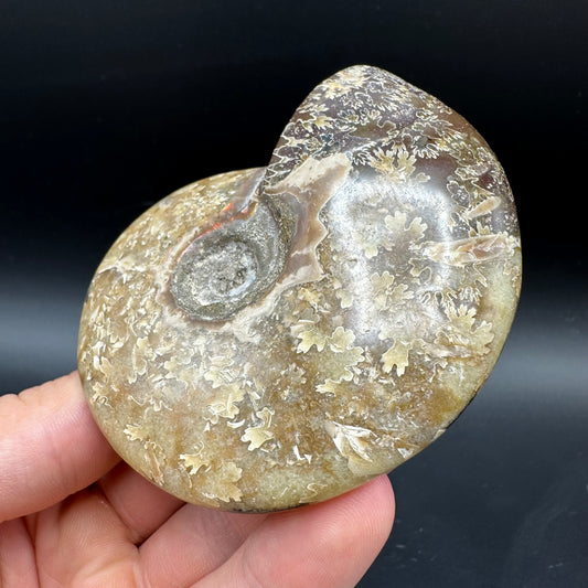 Cleoniceras Ammonite Fossil With Box And Stand - Cretaceous Ammonite Madagascar