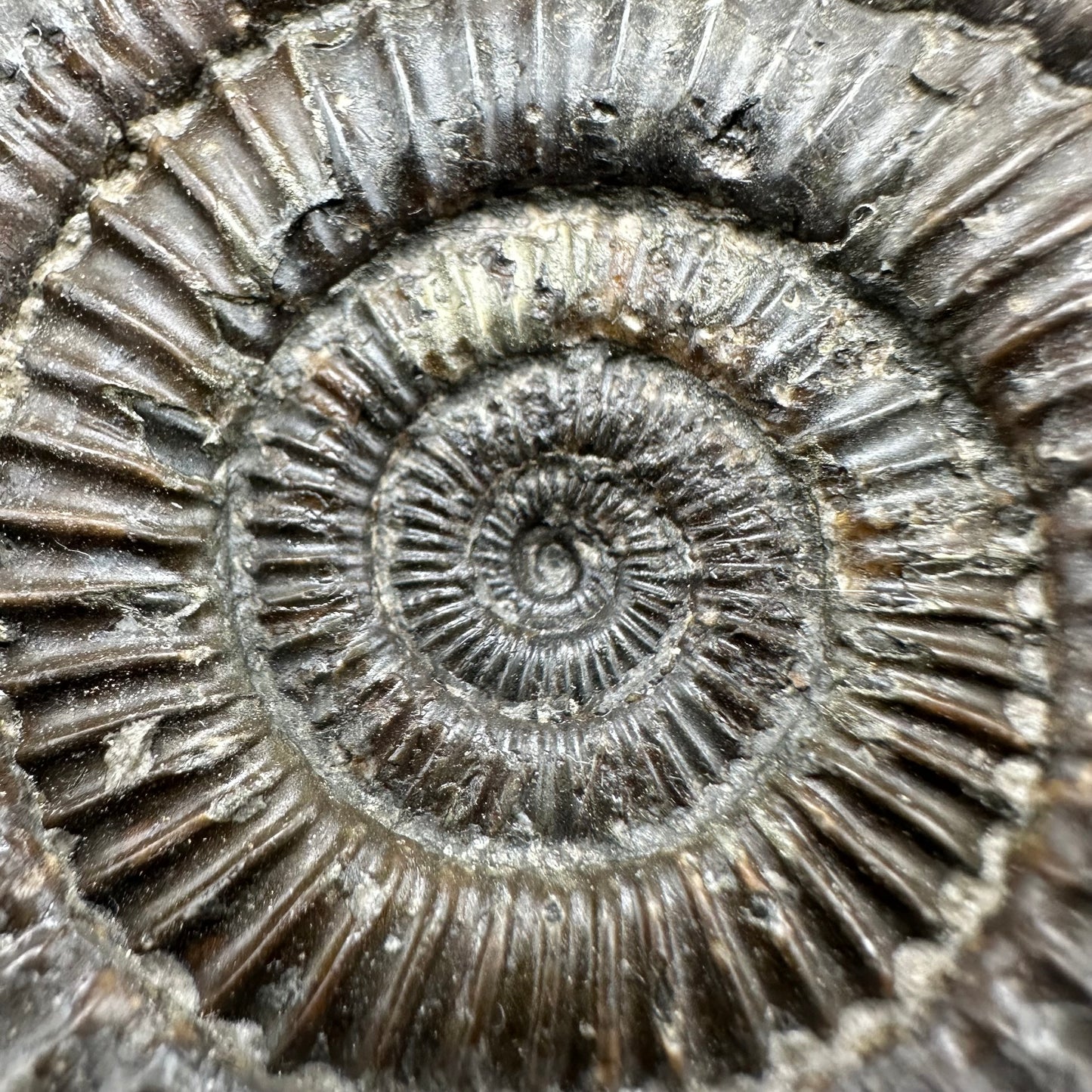 Dactylioceras Ammonite Fossil With Box And Stand - Whitby, North Yorkshire Jurassic Coast Yorkshire Fossils