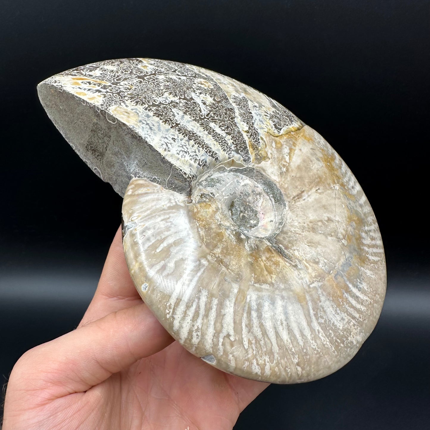 Cleoniceras Ammonite Fossil With Stand - Cretaceous Ammonite Madagascar