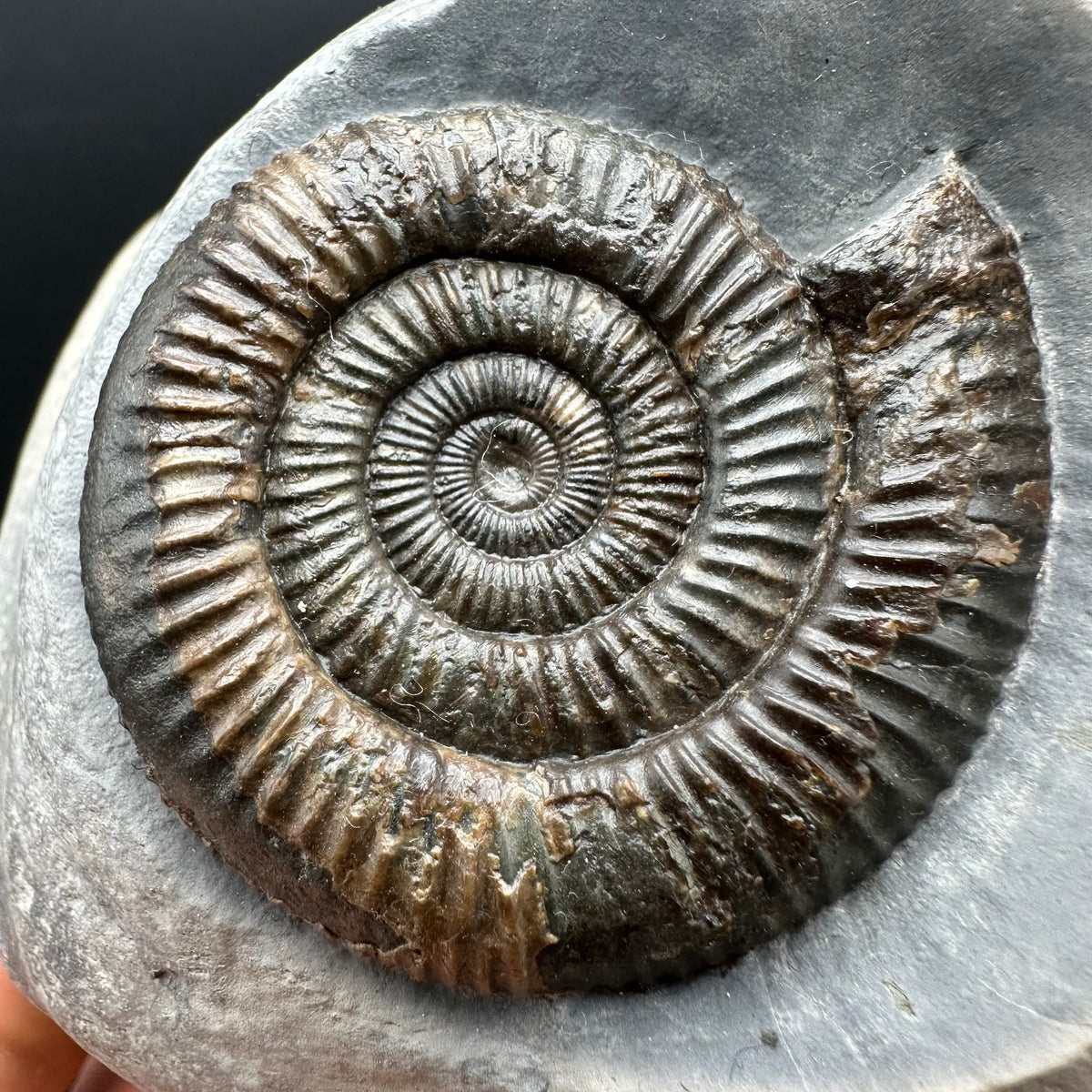 Dactylioceras Ammonite Fossil With Stand - Whitby, North Yorkshire Jurassic Coast Yorkshire Fossils