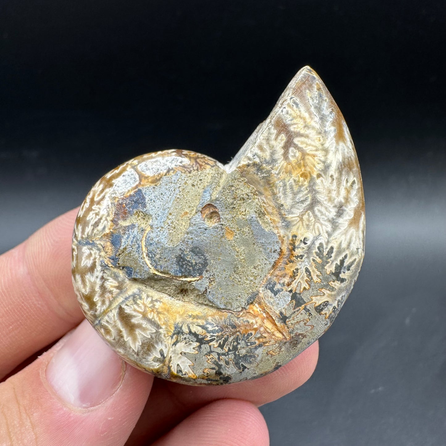 Lytoceras Ammonite Fossil With Box And Stand - Cretaceous Ammonite Madagascar