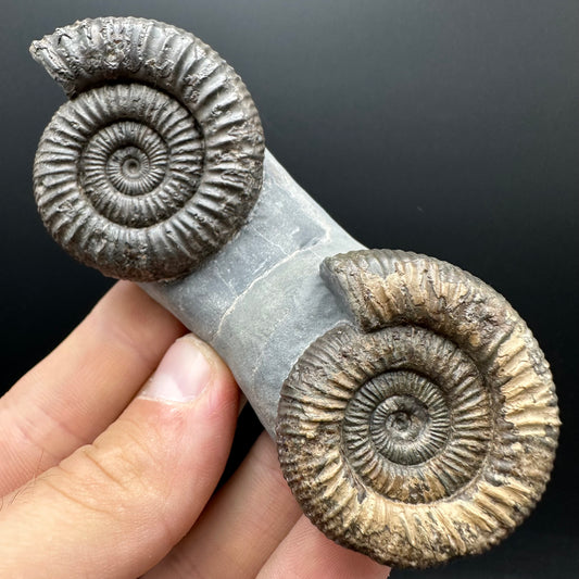 Dactylioceras Ammonite Fossil With Stand - Whitby, North Yorkshire Jurassic Coast Yorkshire Fossils