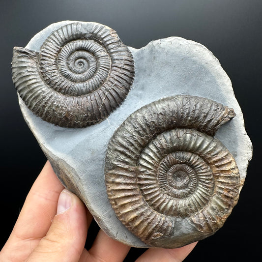 Dactylioceras Ammonite Fossil With Stand - Whitby, North Yorkshire Jurassic Coast Yorkshire Fossils