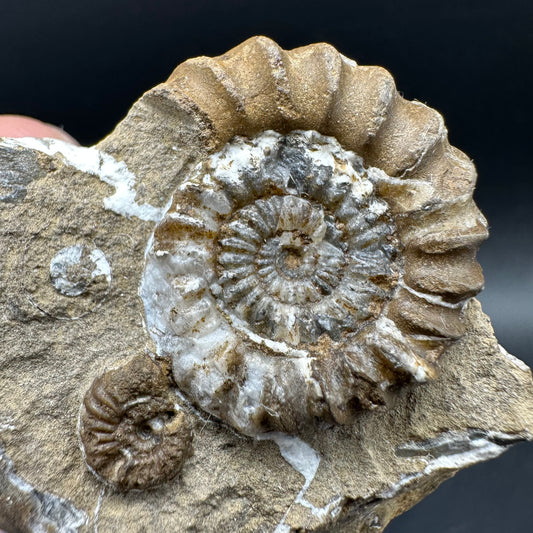 Androgynoceras capricornus Ammonite Fossil With Box And Stand - Whitby, North Yorkshire Jurassic Coast Yorkshire Fossils