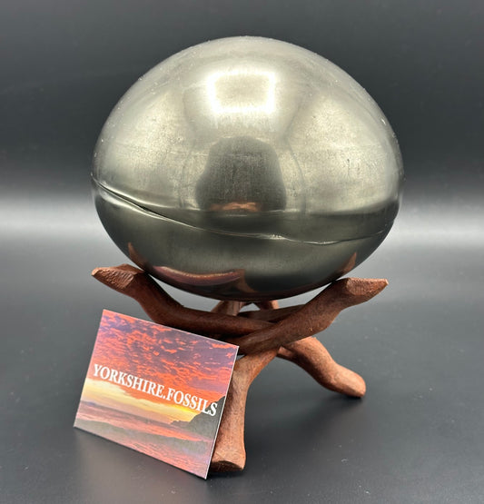 Golden Egg (GENUINE) Ammonite Fossil With Stand - Whitby, North Yorkshire Jurassic Coast Yorkshire Fossils