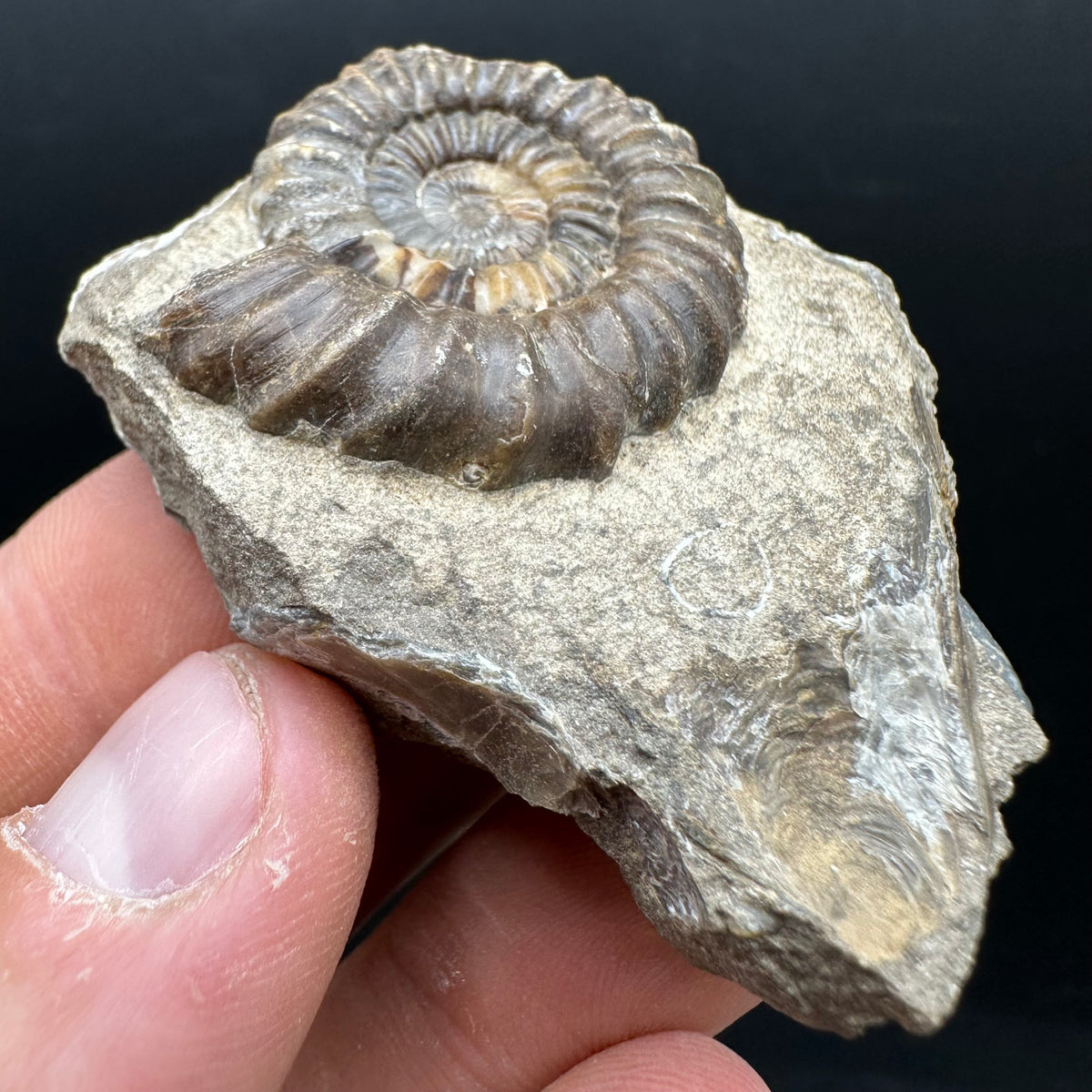 Androgynoceras capricornus Ammonite Fossil With Stand - Whitby, North Yorkshire Jurassic Coast Yorkshire Fossils