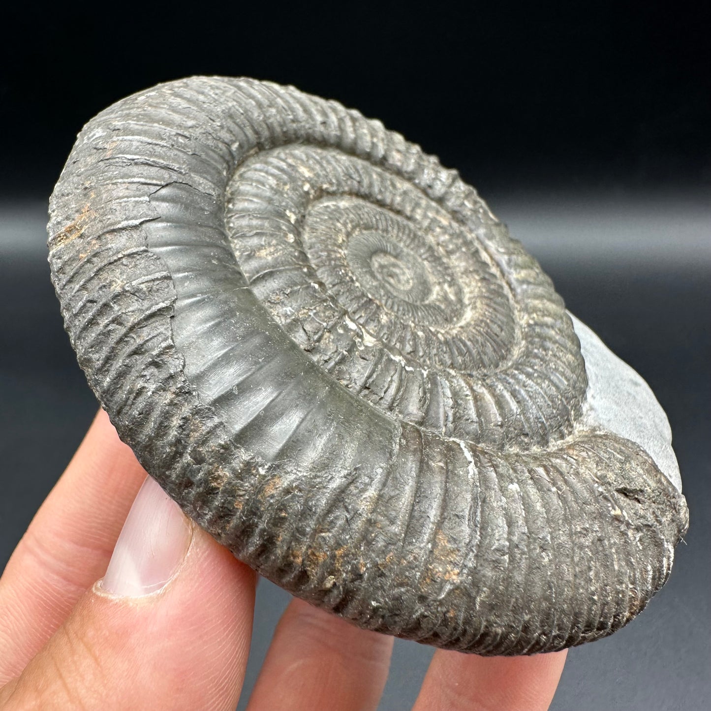 Dactylioceras Ammonite Fossil With Box And Stand - Whitby, North Yorkshire Jurassic Coast Yorkshire Fossils