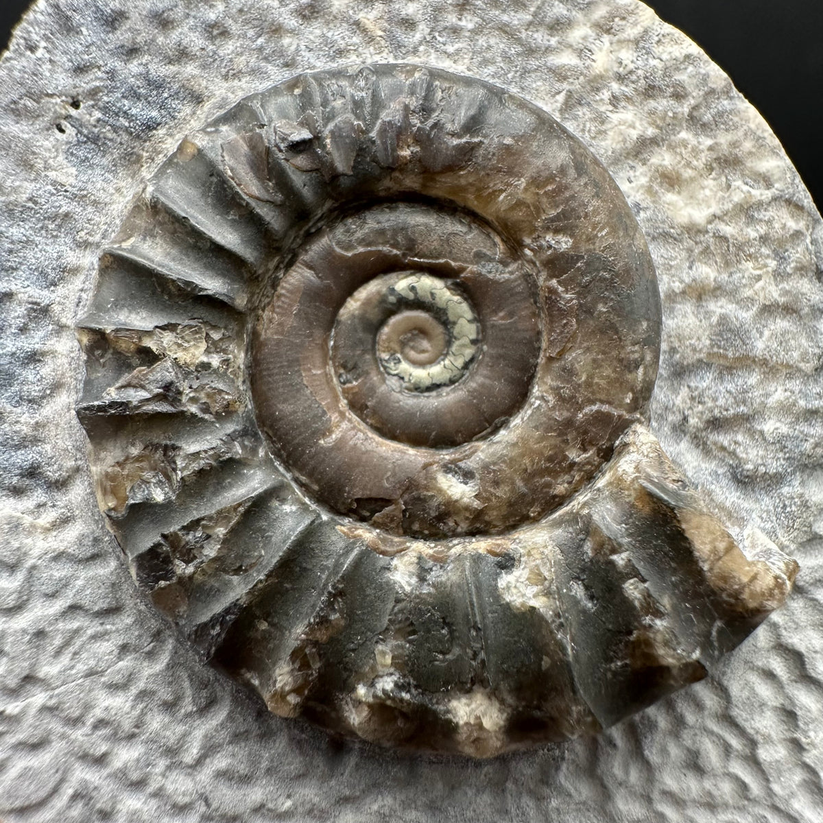 Arnioceras ammonite shell fossil with box and stand - Whitby, North Yorkshire Jurassic Coast Yorkshire Fossils