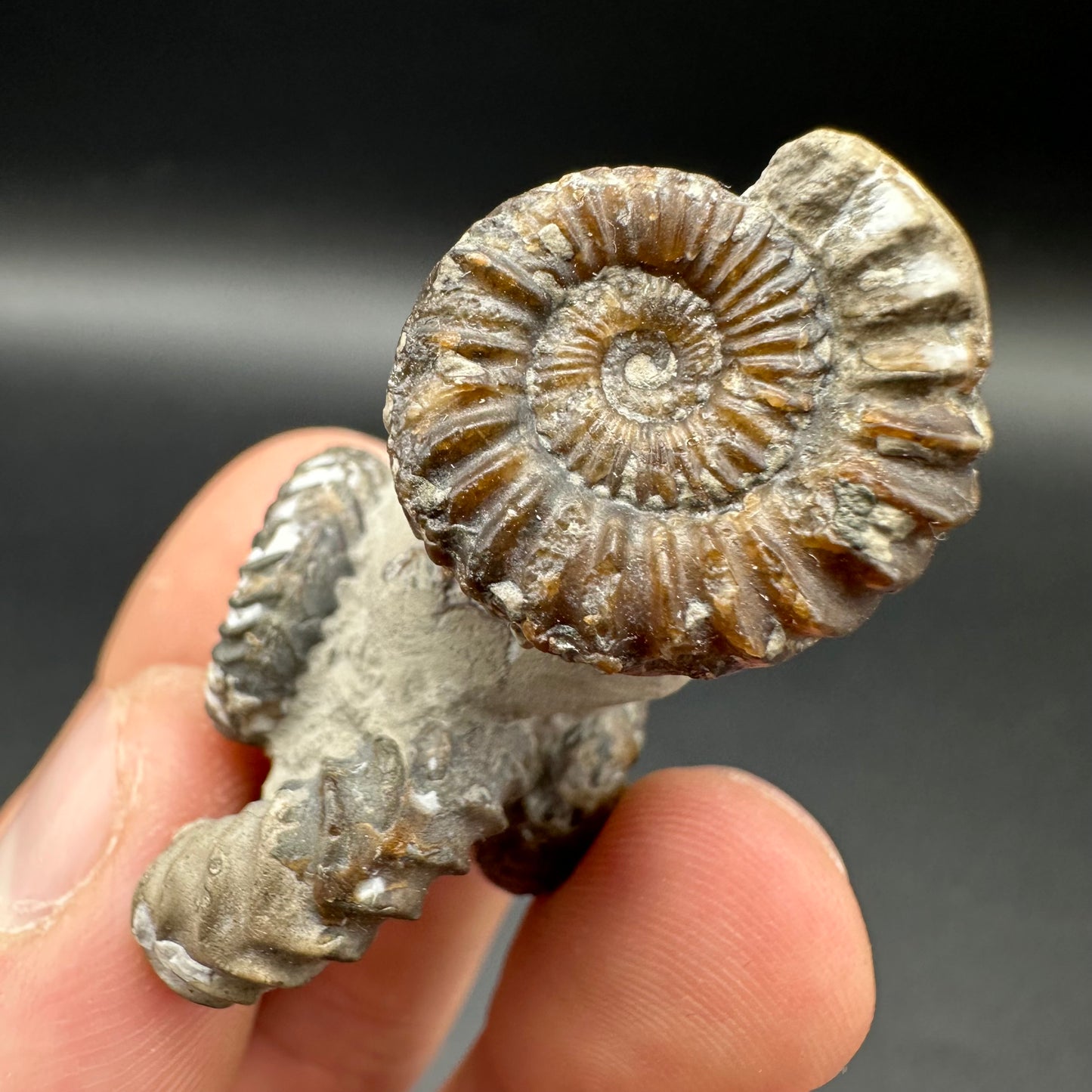 Oistoceras figulinum ammonite fossil with box and stand - Whitby, North Yorkshire Jurassic Coast Yorkshire Fossils