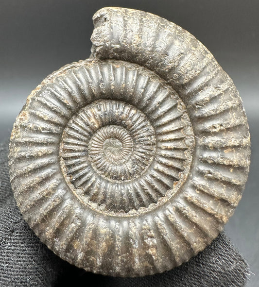 Dactylioceras Ammonite Fossil With Box And Stand - Whitby, North Yorkshire Jurassic Coast Yorkshire Fossils