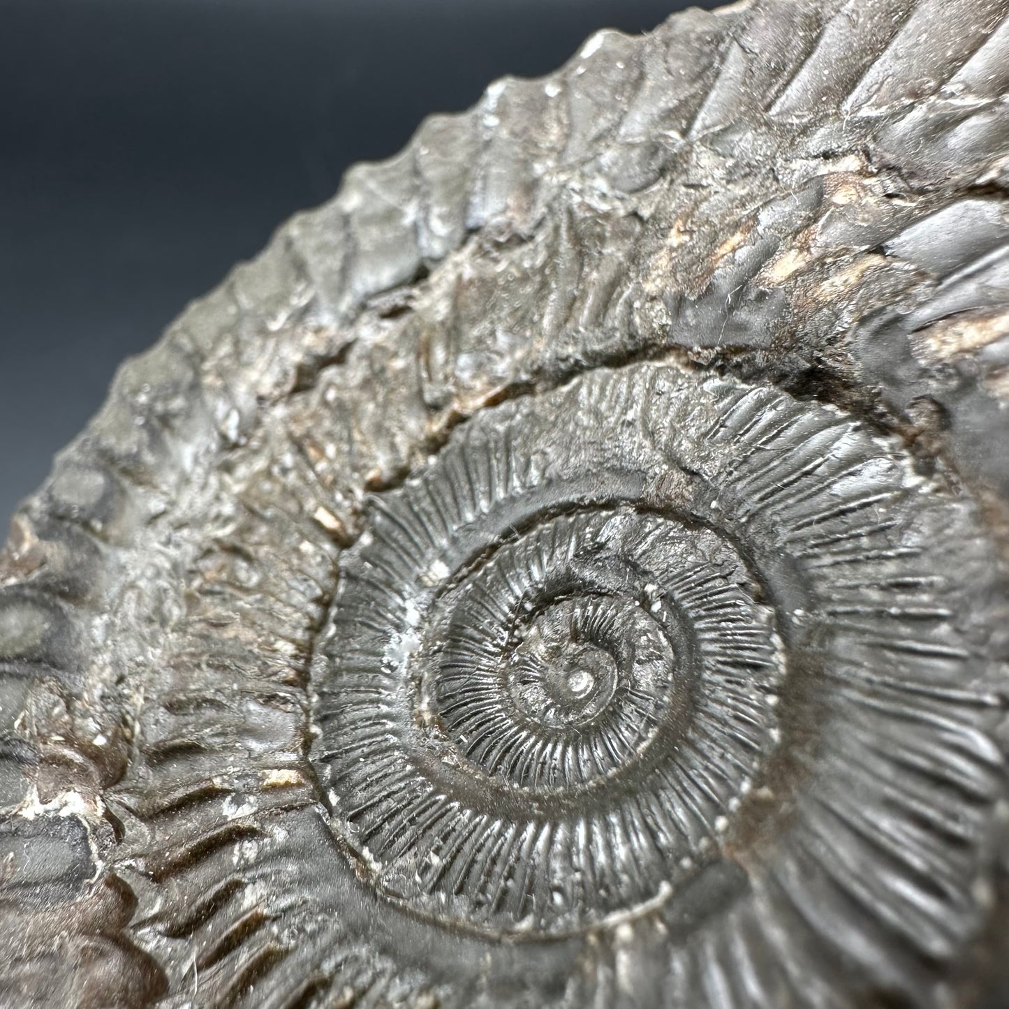 Peronoceras turriculatum ammonite fossil with box and stand - Whitby, North Yorkshire Jurassic Coast, Yorkshire fossils