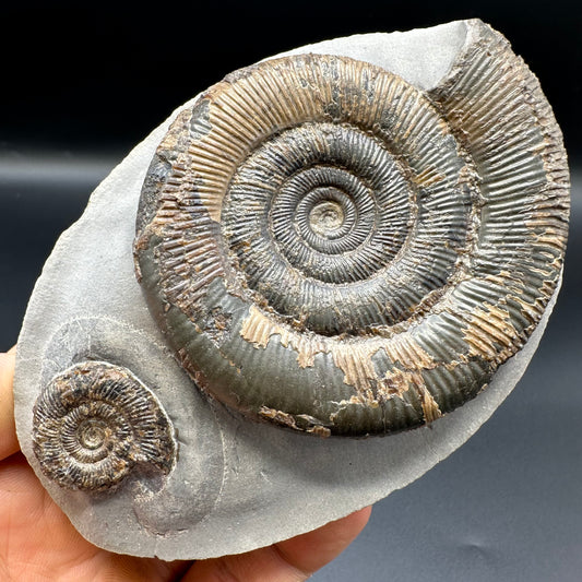 Dactylioceras tenuicostatum ammonite fossil with box and stand - Whitby, North Yorkshire Jurassic Coast