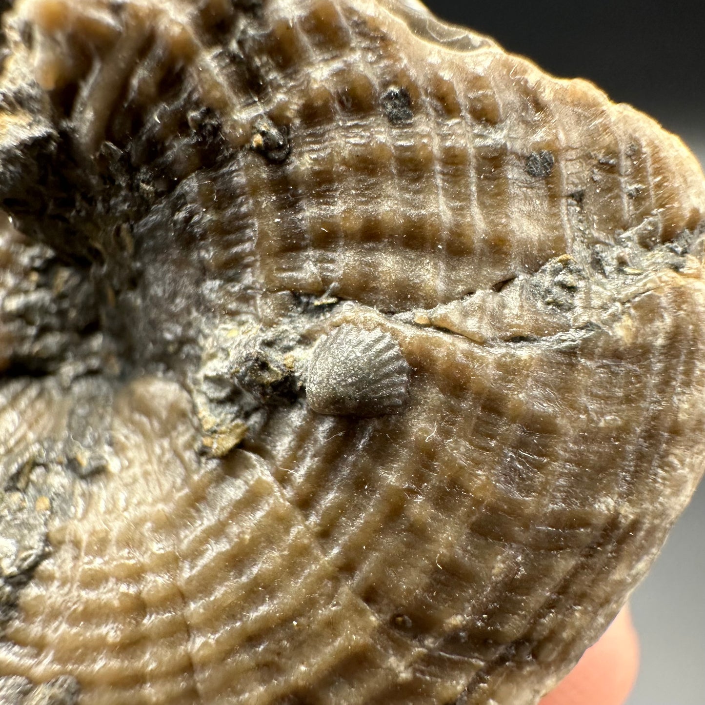 Gastropod Fossil Shell With Tin And Stand - Whitby, North Yorkshire, Jurassic Coast, Yorkshire Fossils