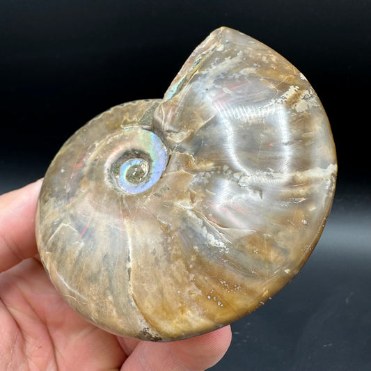 Cleoniceras Ammonite Fossil With Box And Stand - Cretaceous Ammonite Madagascar