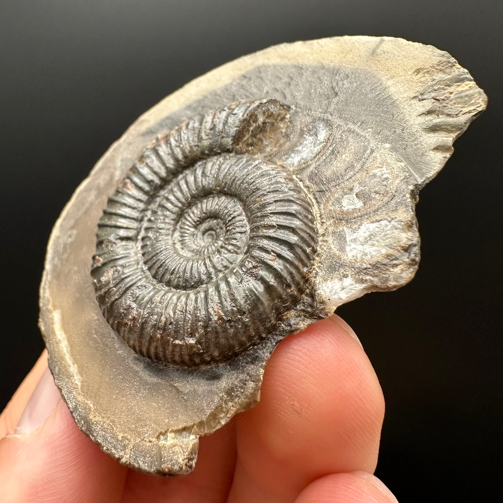 Genuine Yorkshire ammonite fossil for sale – Whitby Jurassic specimen