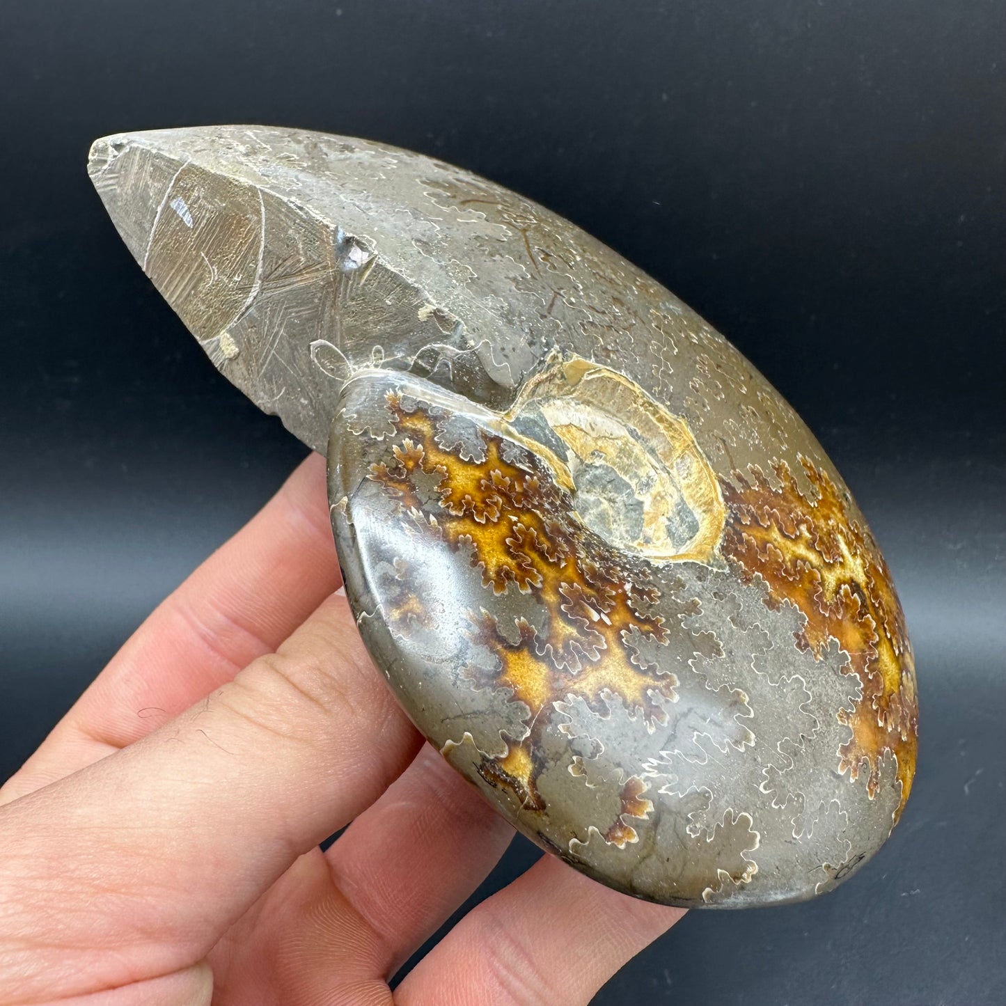 Cleoniceras Ammonite Fossil With Stand - Cretaceous Ammonite Madagascar