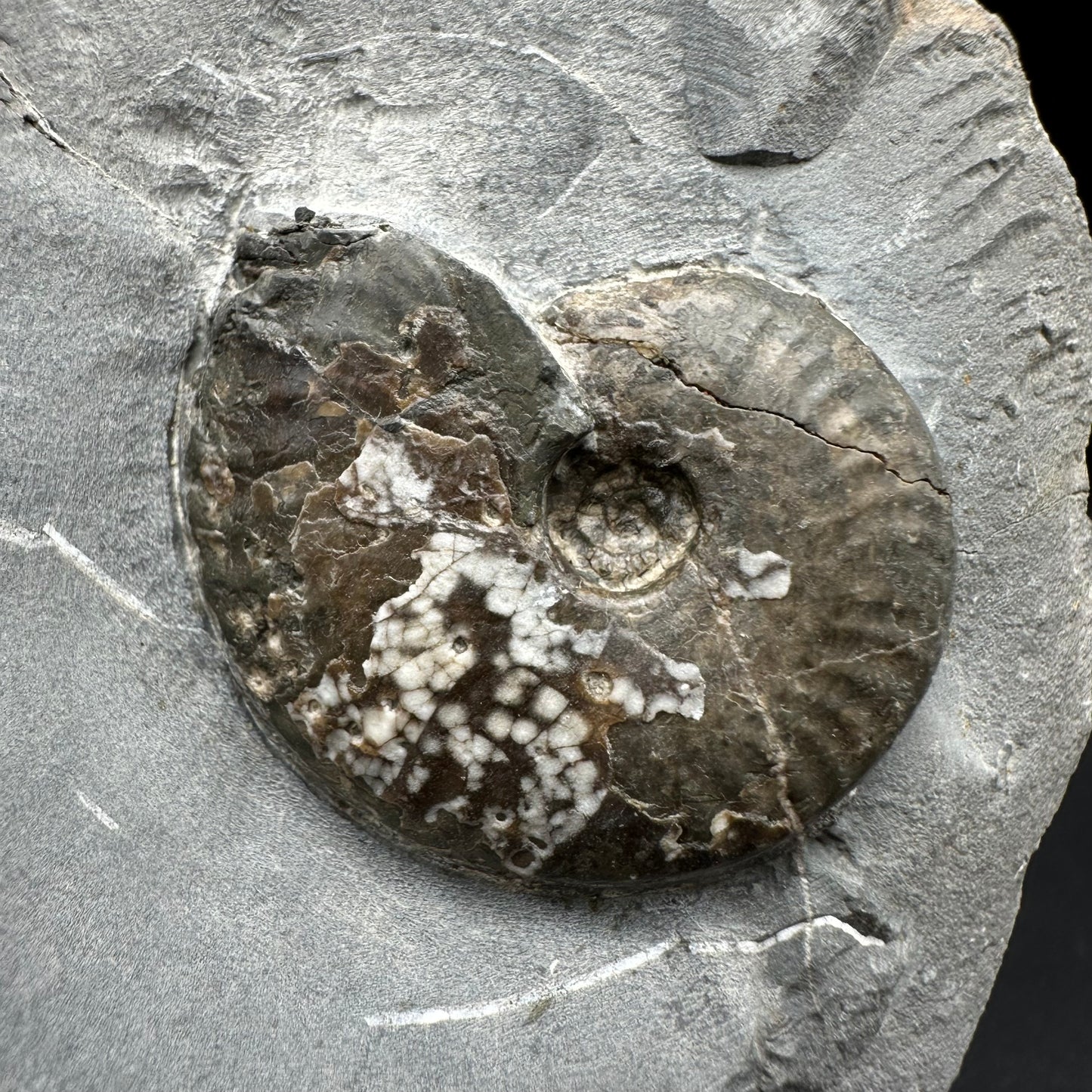 Pseudolioceras lythense Ammonite fossil with box and stand - Whitby, North Yorkshire, Yorkshire Fossils on the Jurassic Coast