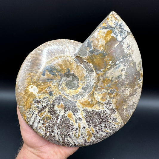 Cleoniceras Ammonite Fossil With Stand - Cretaceous Ammonite Madagascar