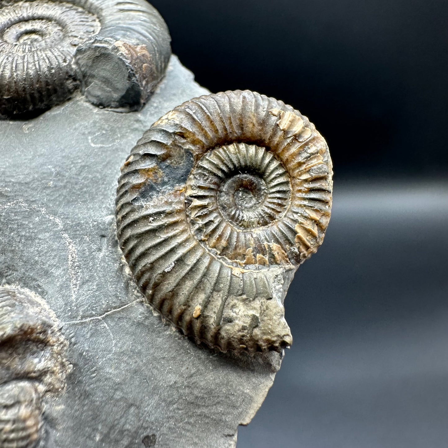 Dactylioceras Ammonite Fossil With Box And Stand - Whitby, North Yorkshire Jurassic Coast Yorkshire Fossils