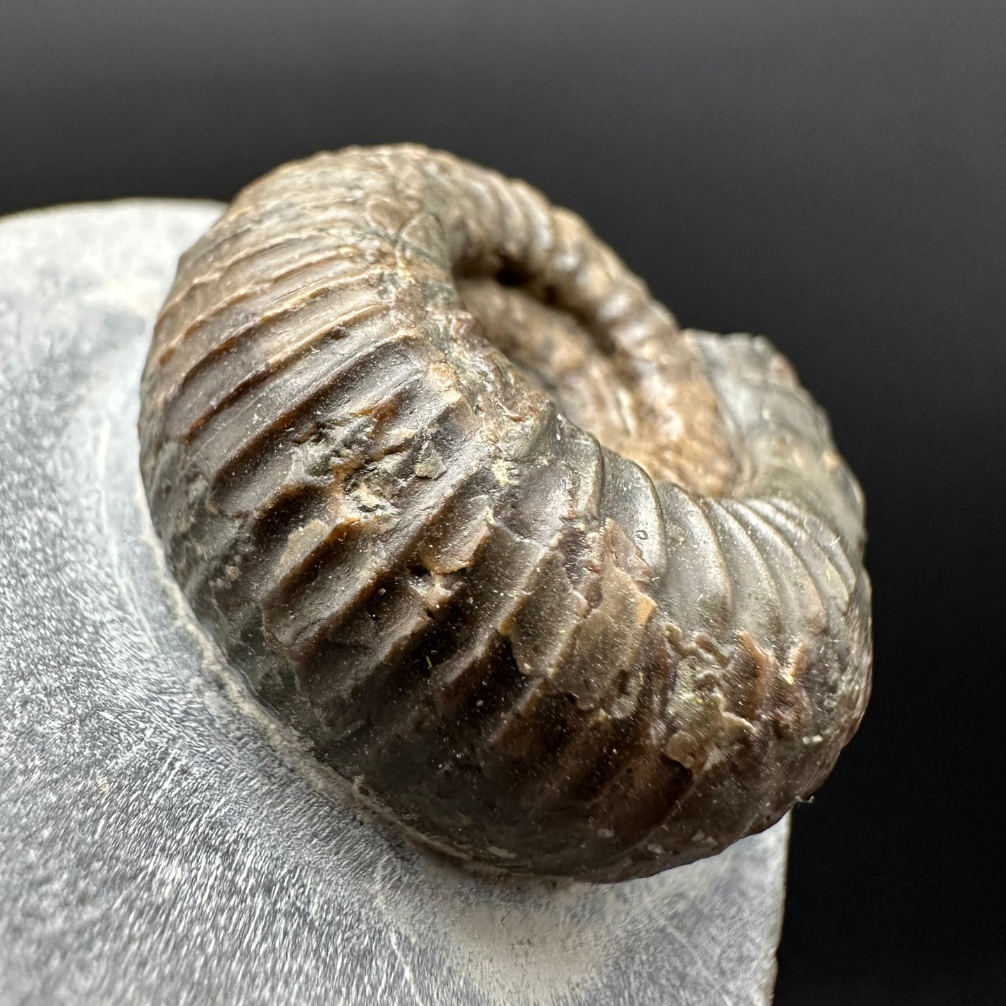 Nodicoeloceras Sp. Ammonite Fossil With Box And Stand - Whitby, North Yorkshire Jurassic Coast Yorkshire Fossils