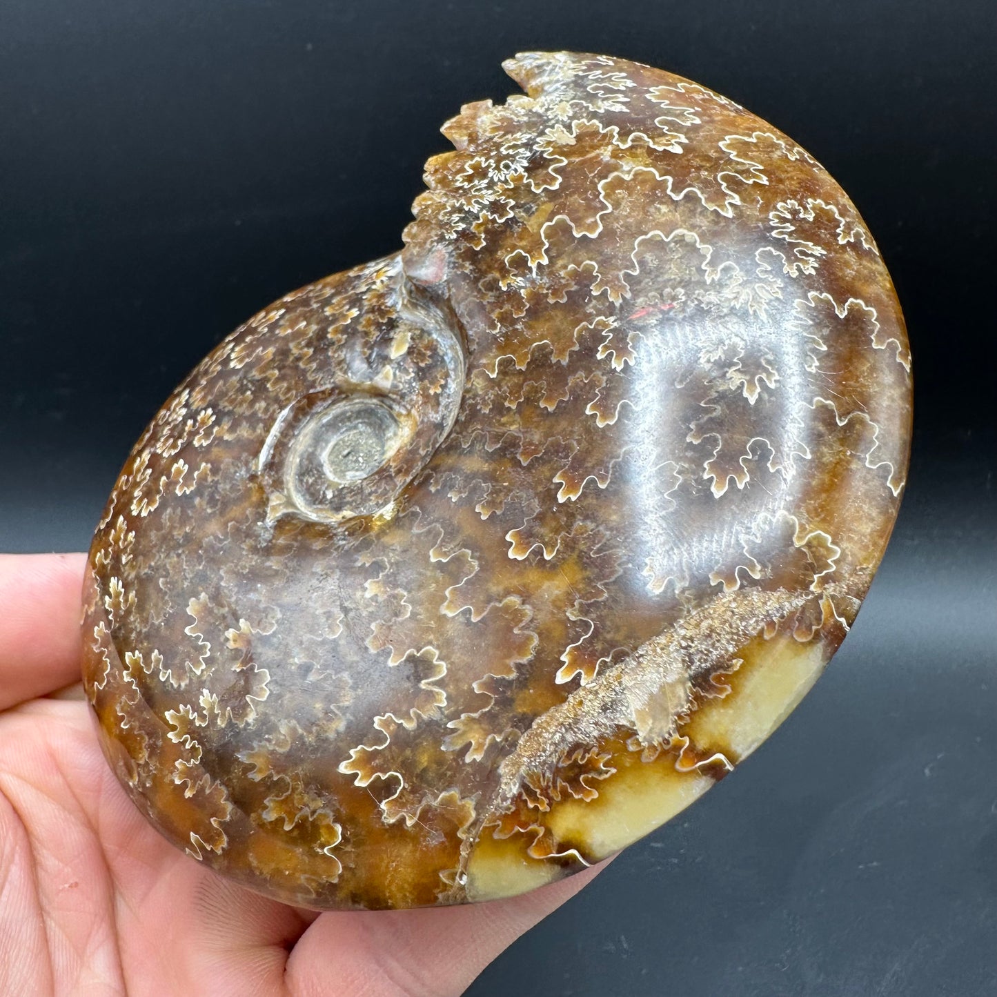 Cleoniceras Ammonite Fossil With Box And Stand - Cretaceous Ammonite Madagascar