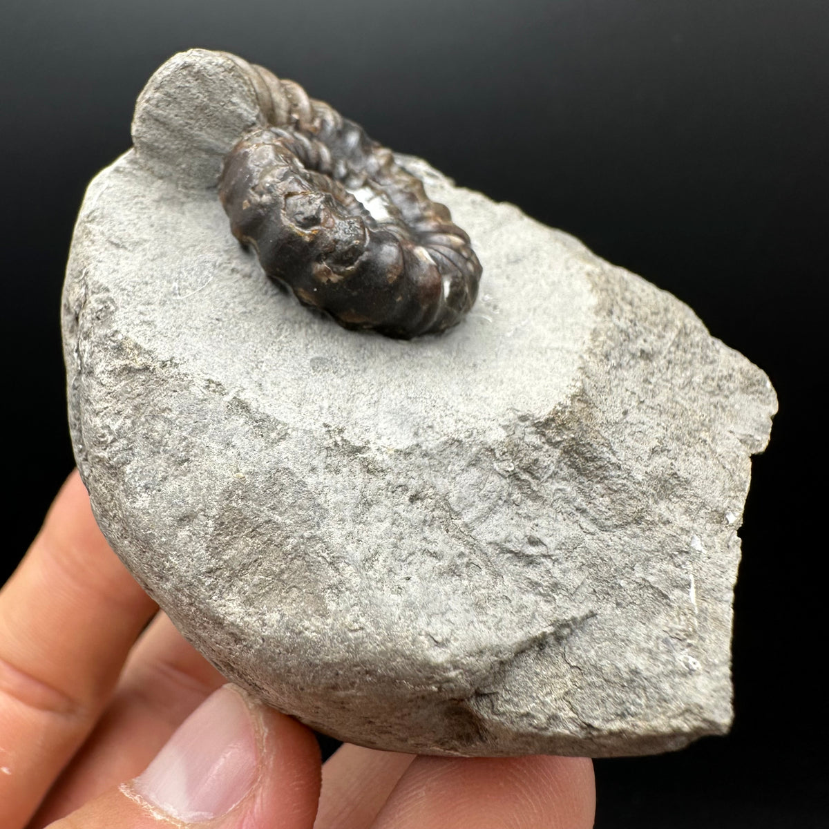Androgynoceras maculatum ammonite fossil with box and stand - Whitby, North Yorkshire Jurassic Coast Yorkshire Fossils
