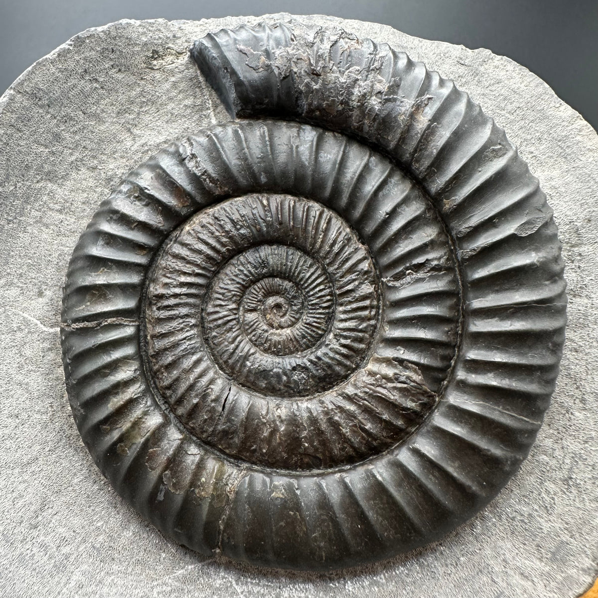 Dactylioceras Ammonite Fossil With Stand - Whitby, North Yorkshire Jurassic Coast Yorkshire Fossils