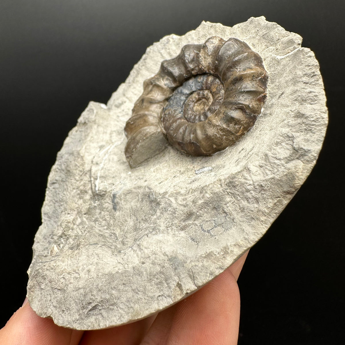Androgynoceras maculatum ammonite fossil with stand - Whitby, North Yorkshire Jurassic Coast Yorkshire Fossils