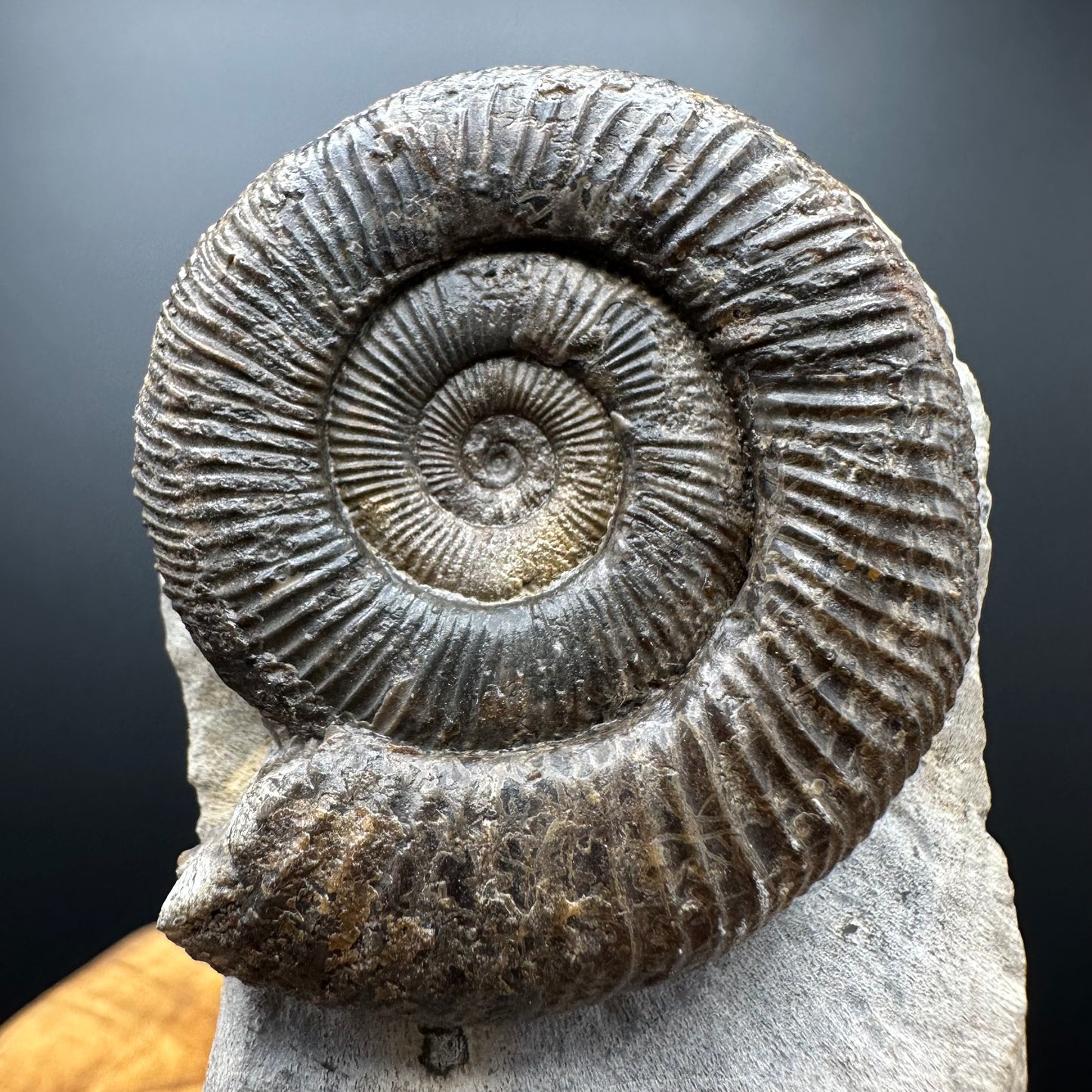 Dactylioceras Ammonite Fossil With box and Stand - Whitby, North Yorkshire Jurassic Coast Yorkshire Fossils