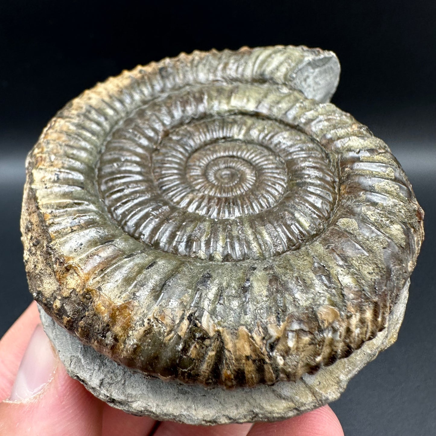 Dactylioceras Ammonite Fossil With Box And Stand - Whitby, North Yorkshire Jurassic Coast Yorkshire Fossils