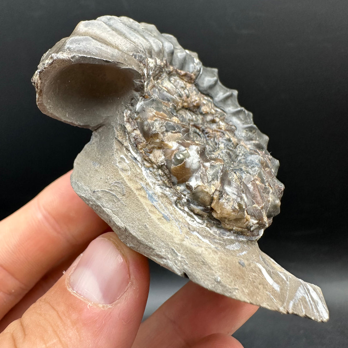 Pleuroceras paucicostatum ammonite fossil with box and stand - Whitby, North Yorkshire Jurassic Coast Yorkshire Fossils
