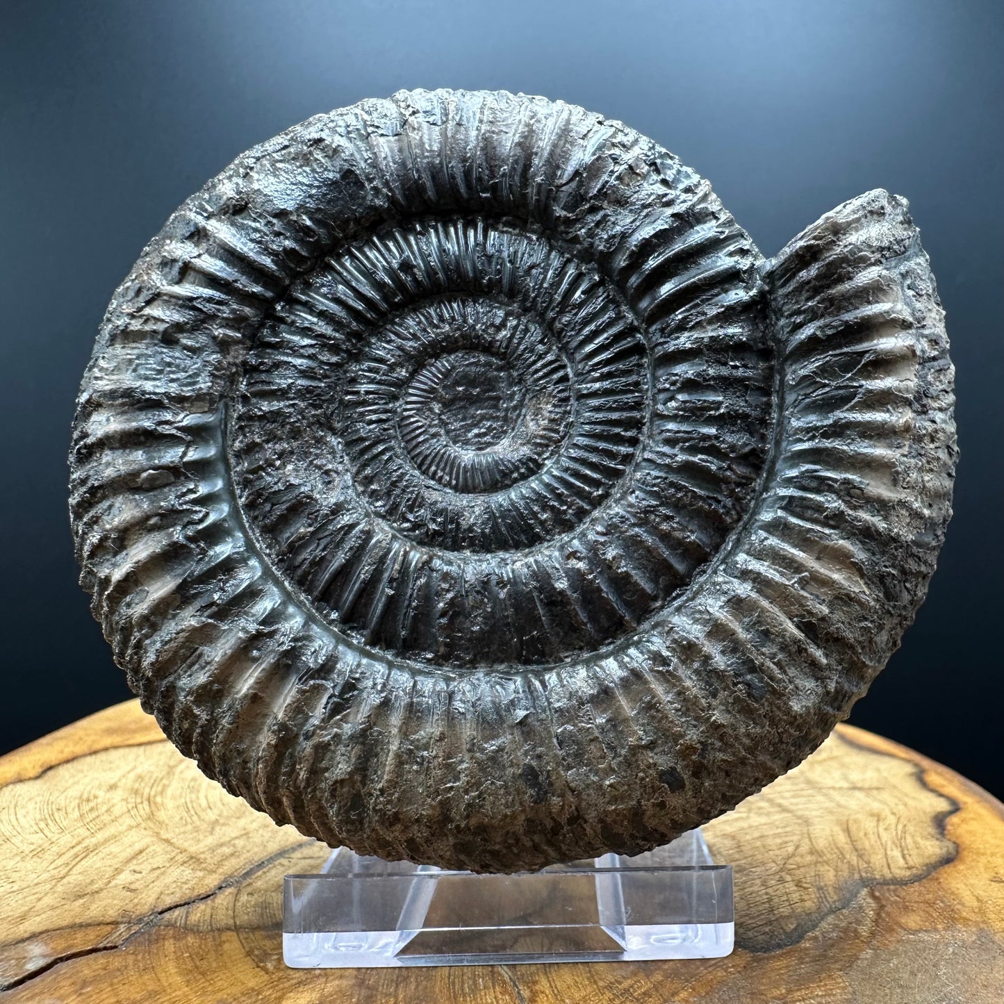 Dactylioceras Ammonite Fossil With box and Stand - Whitby, North Yorkshire Jurassic Coast Yorkshire Fossils