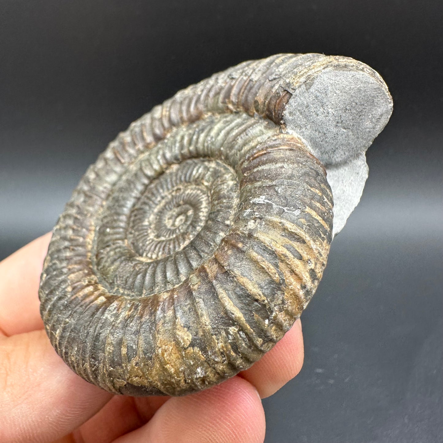 Dactylioceras Ammonite Fossil With Box And Stand - Whitby, North Yorkshire Jurassic Coast Yorkshire Fossils