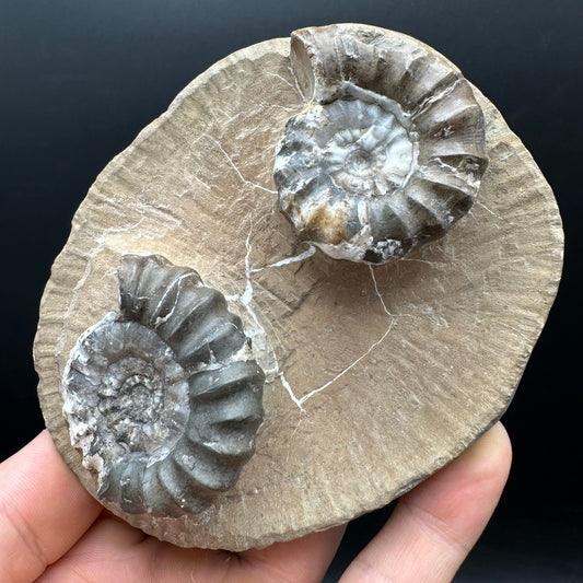 Androgynoceras maculatum ammonite fossil with stand - Whitby, North Yorkshire Jurassic Coast Yorkshire Fossils