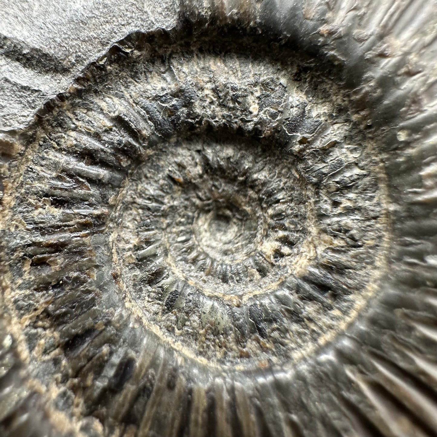Dactylioceras semicelatum Ammonite fossil with box and stand - Whitby, North Yorkshire Jurassic Coast Yorkshire Fossils