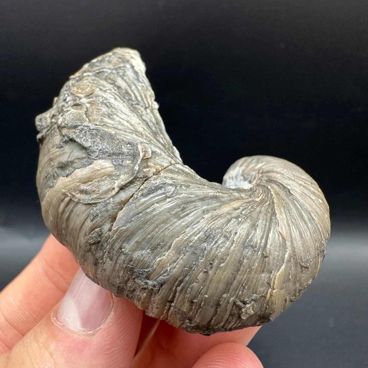 Gryphaea shell fossil with box and stand - Whitby, North Yorkshire, Jurassic Coast, Yorkshire Fossils found on the Jurassic Coast