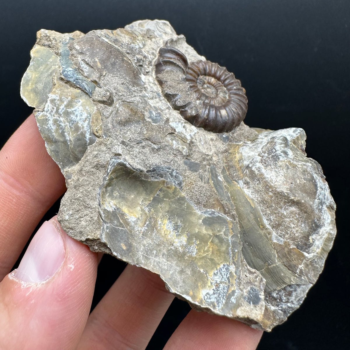 Androgynoceras capricornus Ammonite Fossil With Stand - Whitby, North Yorkshire Jurassic Coast Yorkshire Fossils