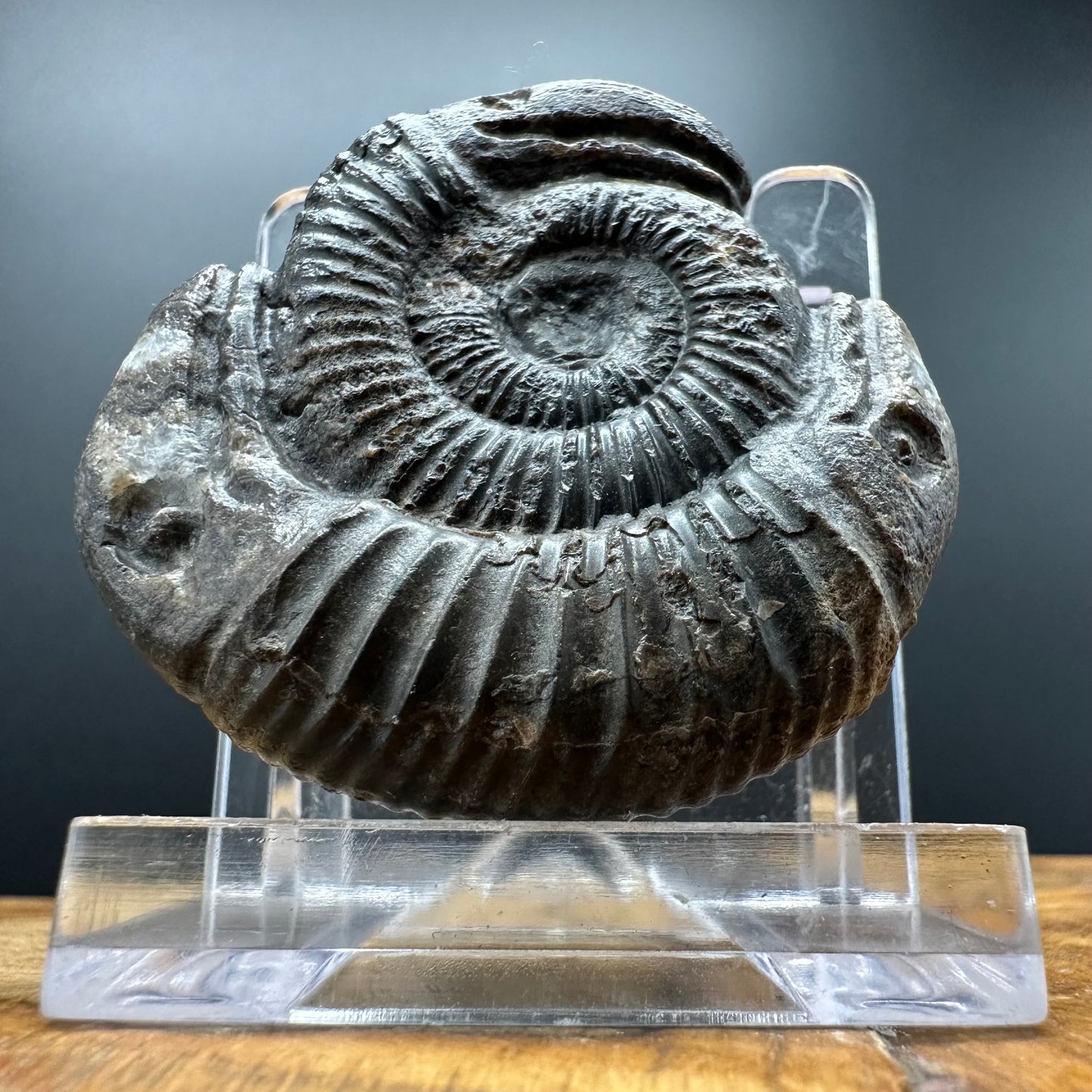 Hydra Snakestone Ammonite Fossil With Bag/Box And Stand - Whitby, North Yorkshire Jurassic Coast Yorkshire Fossils