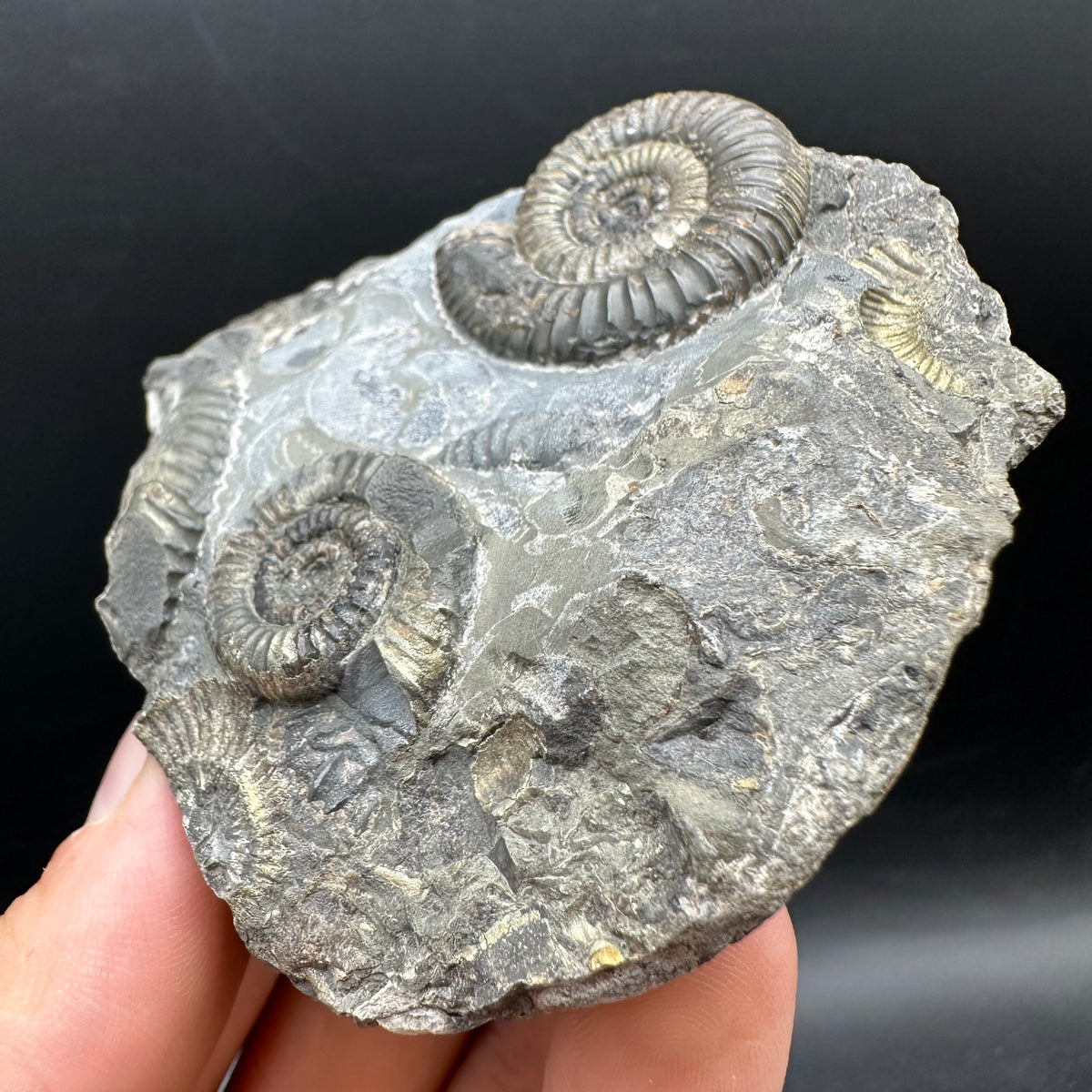 Gracile Multi-block Ammonite Fossil With Box And Stand - Whitby, North Yorkshire Jurassic Coast Yorkshire Fossils