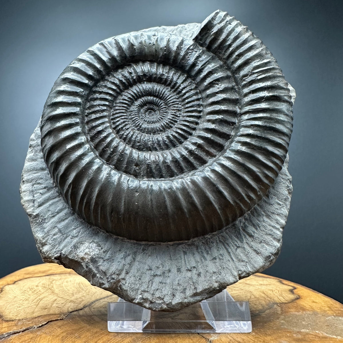 Dactylioceras Ammonite Fossil With box and Stand - Whitby, North Yorkshire Jurassic Coast Yorkshire Fossils