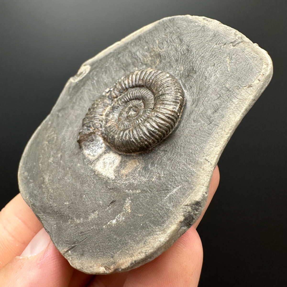 Dactylioceras Ammonite Fossil With box and Stand - Whitby, North Yorkshire Jurassic Coast Yorkshire Fossils