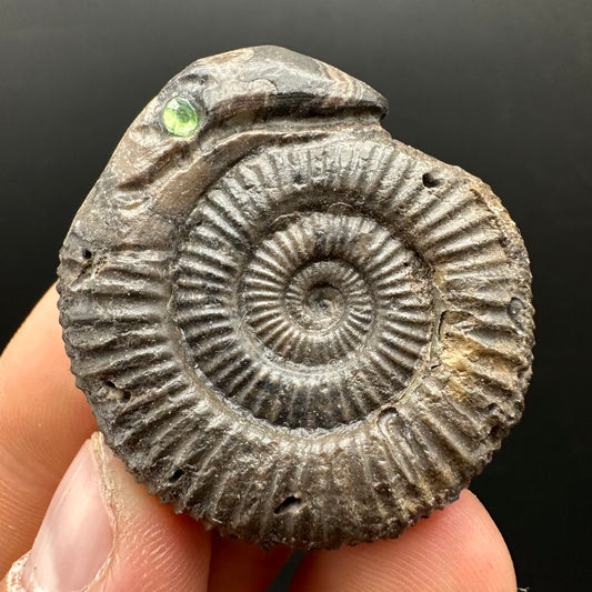 Snakestone Ammonite Fossil With Bag/Box And Stand - Whitby, North Yorkshire Jurassic Coast Yorkshire Fossils