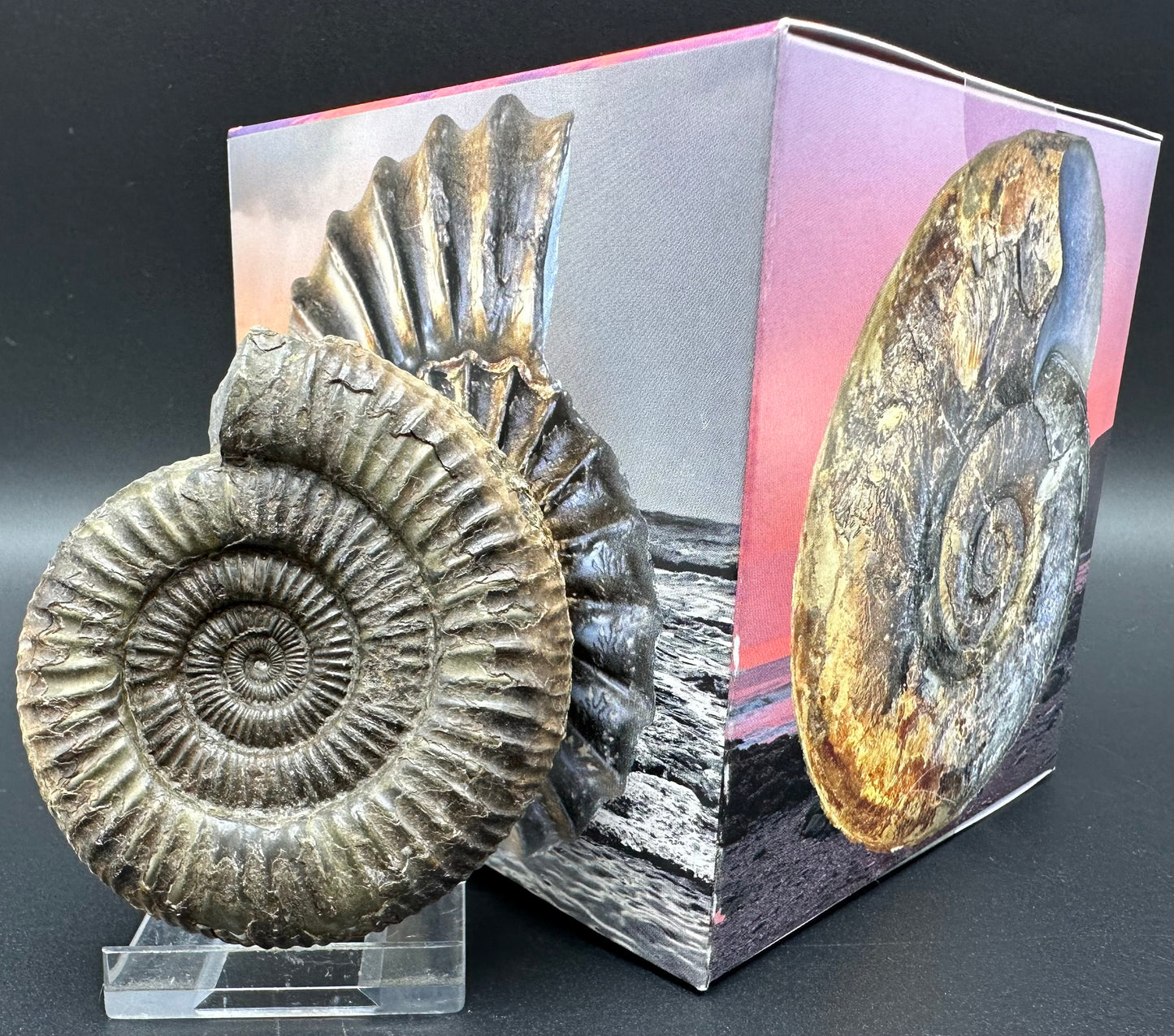 Dactylioceras Ammonite Fossil With Box And Stand - Whitby, North Yorkshire Jurassic Coast Yorkshire Fossils