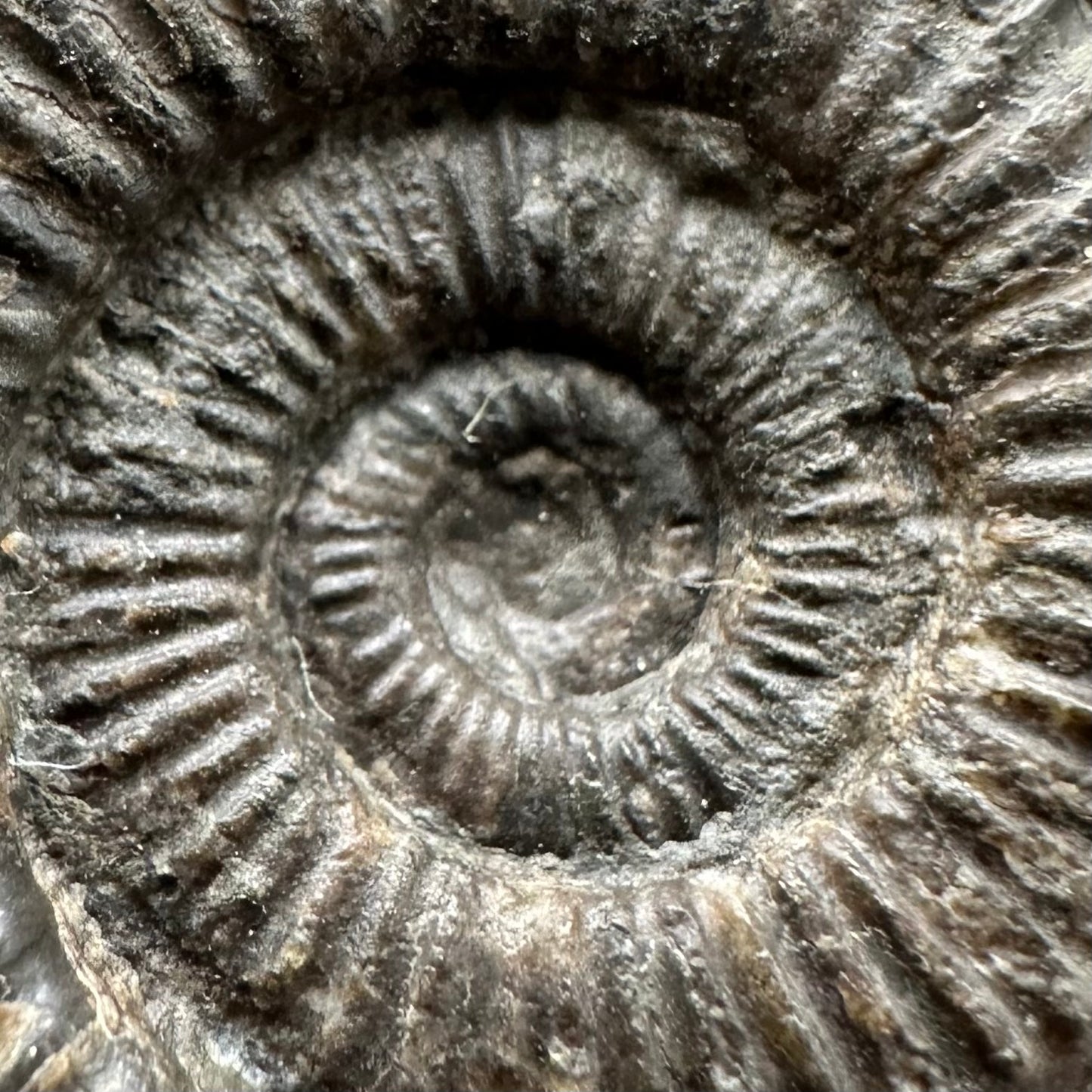 Dactylioceras Ammonite Fossil Gift Set - Whitby, North Yorkshire Jurassic Coast Yorkshire Fossils