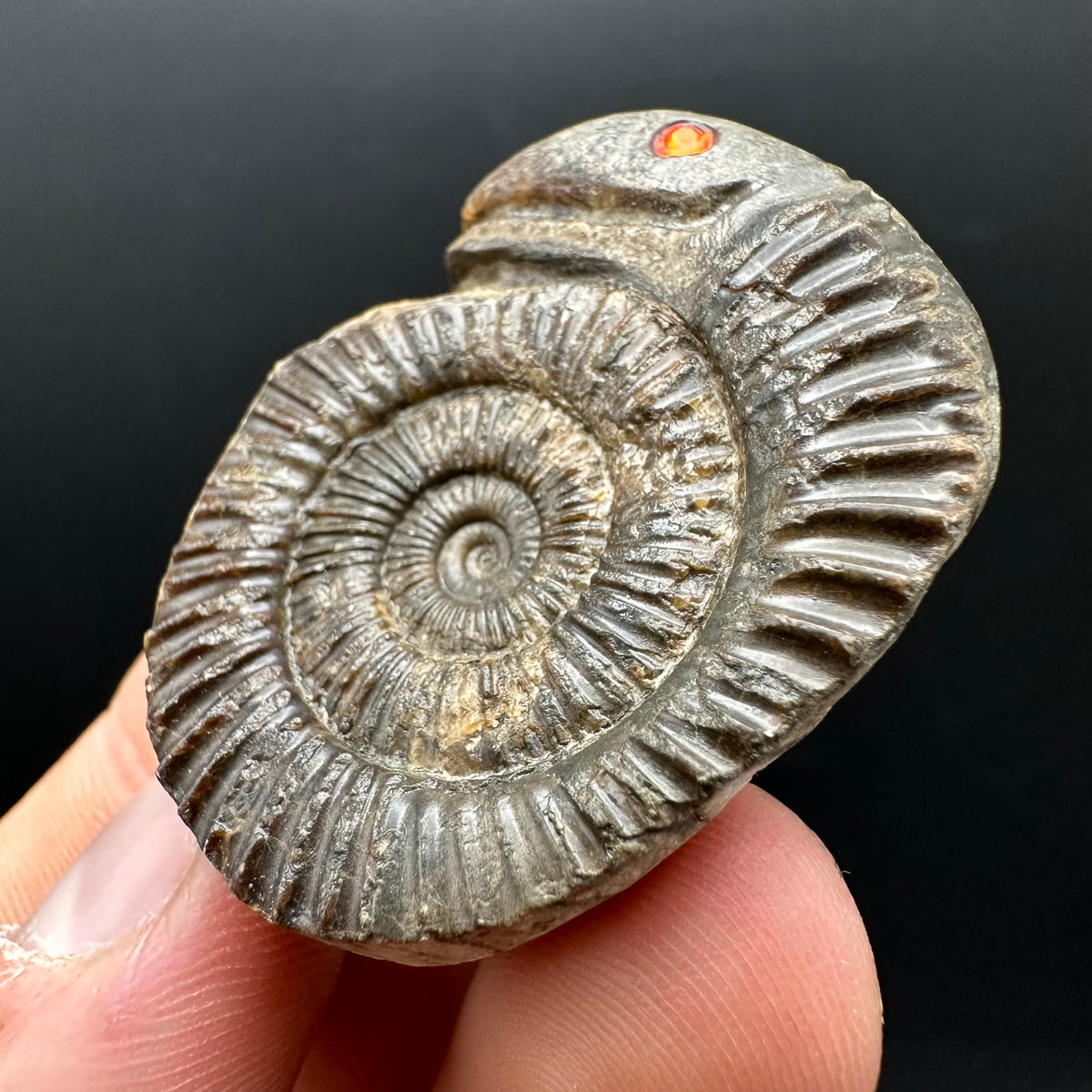 Snakestone Ammonite Fossil With Bag/Box And Stand - Whitby, North Yorkshire Jurassic Coast Yorkshire Fossils