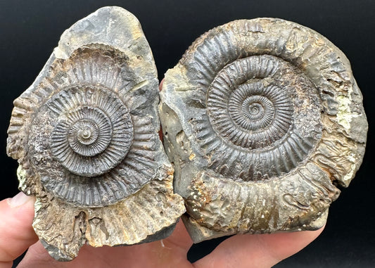 Dactylioceras Ammonite nodule (split pair) Fossil With Box And Stand - Whitby, North Yorkshire Jurassic Coast Yorkshire Fossils